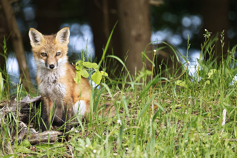 Image taken by Craig Jackson of a fox looking at the camera in a forest.